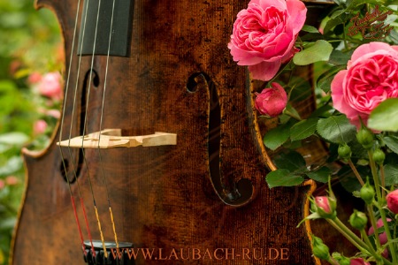 Из скрипичной мастерской Laubach копия модели виолончели Giovanni Battista Guadagnini .